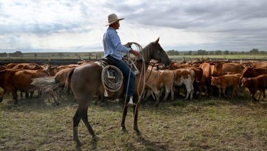Photo of Trump’s Argentina beef import plan will harm U.S. ranchers, industry warns