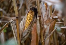 Photo of Is America on the cusp of a farm crisis?