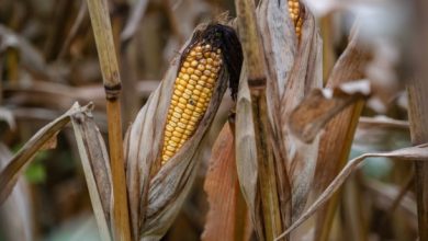Photo of Is America on the cusp of a farm crisis?